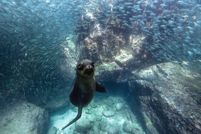 Cabo San Lucas Arch Tour and we go down to Playa del Amor - Who This Tour Is Best For