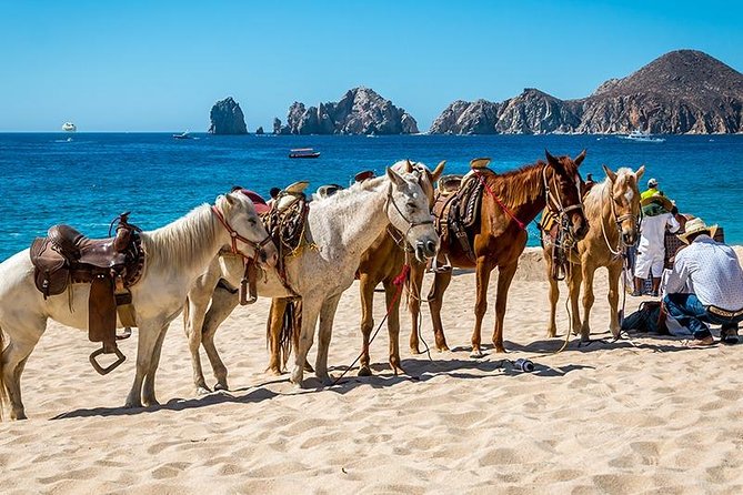 Cabo San Lucas Beach and Desert Horseback Ride - Wildlife Spotting: What You Can Expect, and How to Spot It Calmly