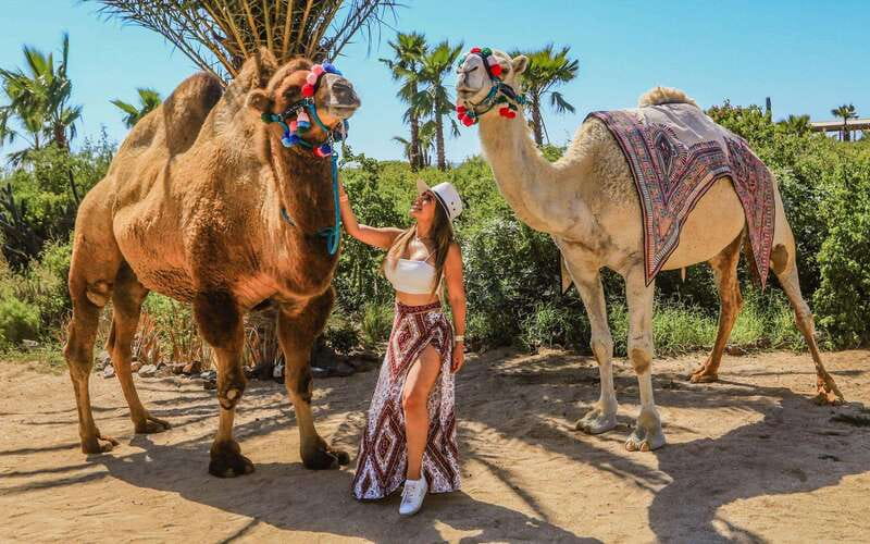 Cabo San Lucas: Camel Ride & Off-Road UTV Combo Adventure - The Cabo camel plus UTV idea that actually makes sense