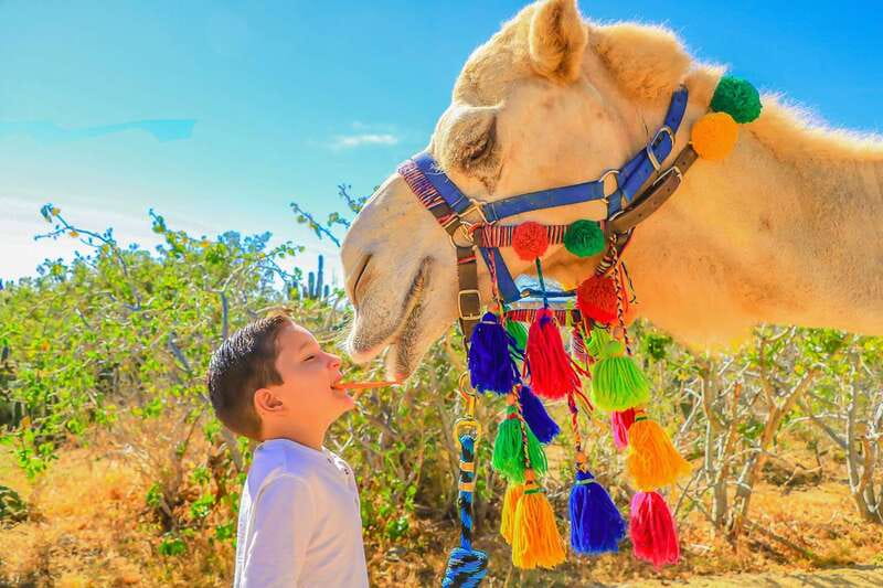 Cabo San Lucas: Camel Safari Tour with Lunch and Tequila - Ocean Views, Winter Season, and How the Whale “Maybe” Fits the Day