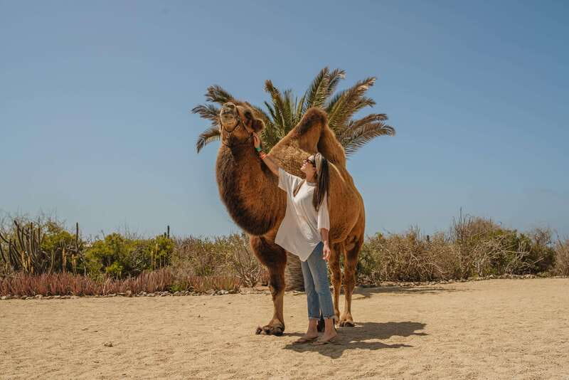 Cabo San Lucas: Camel Safari Tour with Lunch and Tequila - FAQ
