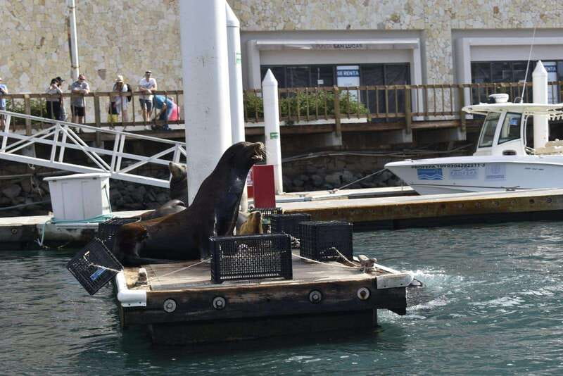 Cabo San Lucas: Glass Bottom Boat Tour to Land's End - Price and time: does $46 match the experience?