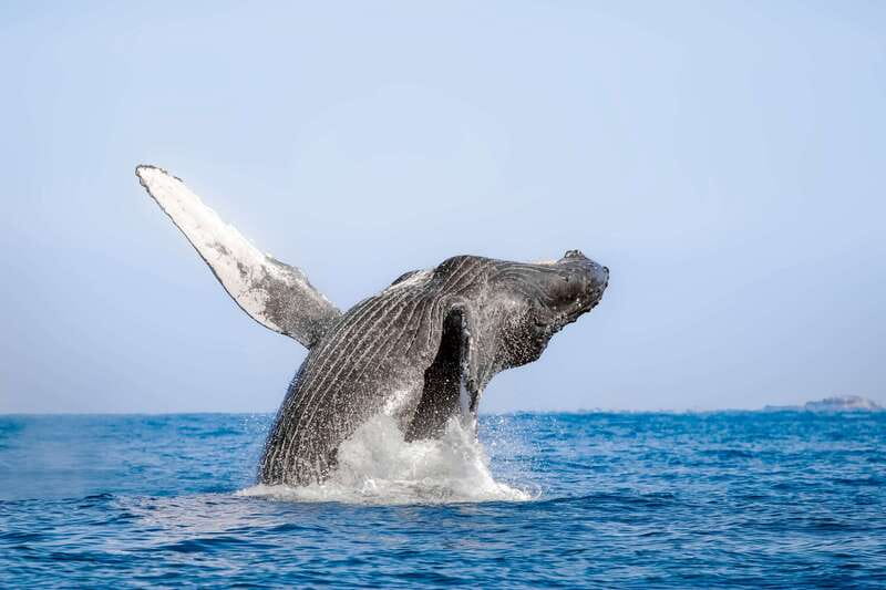 Cabo San Lucas: Luxury Catamaran Whale Watching Experience - Key highlights that make this Cabo whale watch different