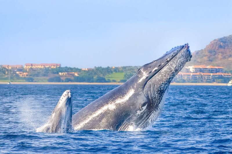 Cabo San Lucas: Luxury Catamaran Whale Watching Experience - Why Cabo San Lucas Humpback Whales Feel So Big (and So Calm)