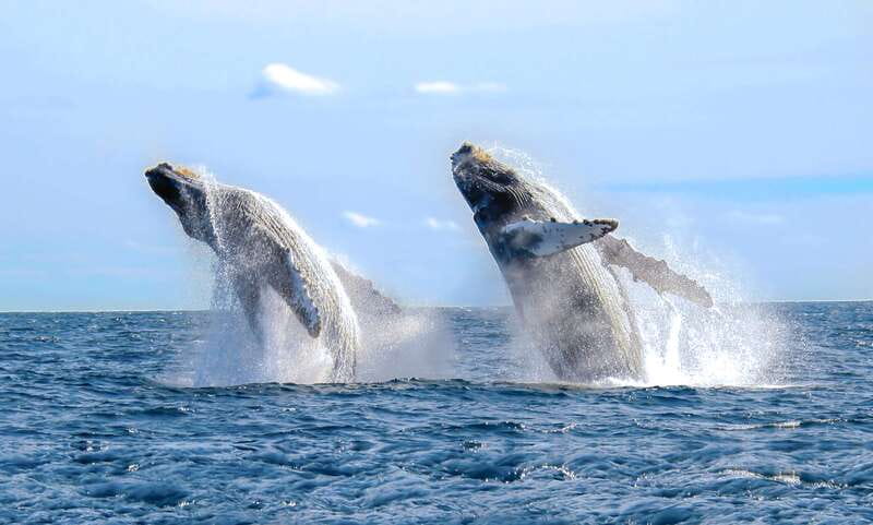 Cabo San Lucas: Luxury Catamaran Whale Watching Experience - The hydrophone whale songs: what you should listen for