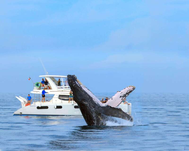 Cabo San Lucas: Luxury Catamaran Whale Watching Experience - Cruising the bay, the Arch area, and the Sea of Cortez