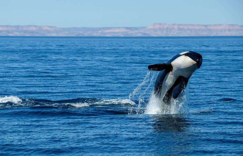 Cabo San Lucas: Luxury Catamaran Whale Watching Experience - More sea life besides whales: dolphins, manta rays, and turtles