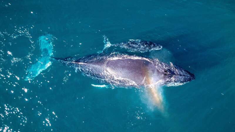 Cabo San Lucas: Luxury Catamaran Whale Watching Experience - Getting there and timing: what your day should look like