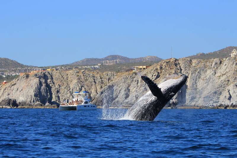 Cabo San Lucas: Luxury Catamaran Whale Watching Experience - Luxury catamaran comfort, open bar, and bathrooms that matter