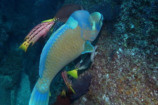 Cabo San Lucas Short Snorkeling Tour with Divemaster Guide - Cabo Bay Protected-Water Snorkeling: why it works for beginners