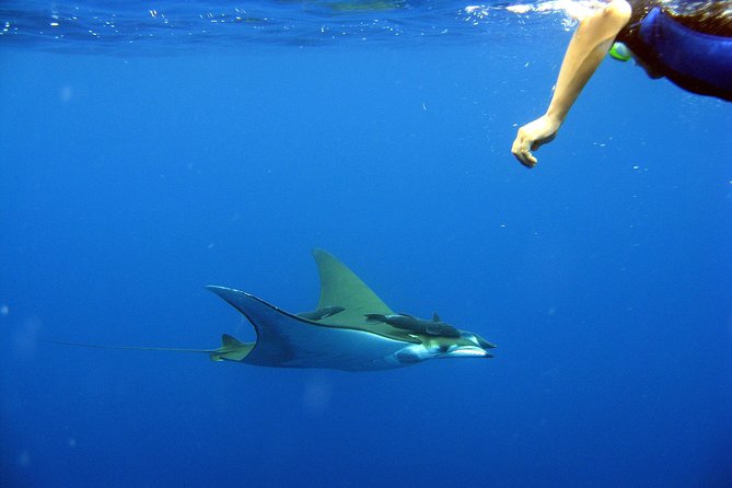 Cabo San Lucas Short Snorkeling Tour with Divemaster Guide - Price and value at $70: what you get for a short Cabo time block