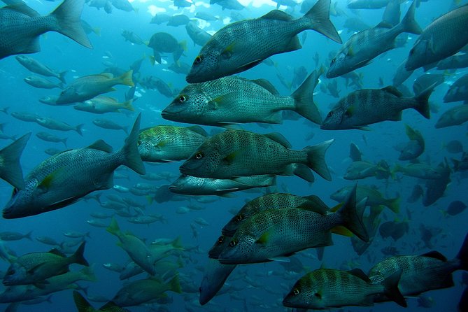 Cabo San Lucas Short Snorkeling Tour with Divemaster Guide - Who should book, and who should skip this snorkeling setup