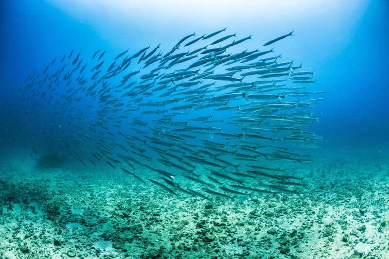 Cabo San Lucas: Snorkel, Lunch and Sail Experience - Sea of Cortez snorkeling: what to expect in the coral bay