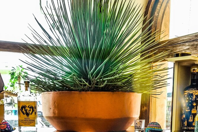 Cabo San Lucas Tequila Tasting Experience - Food Pairings That Change the Sip