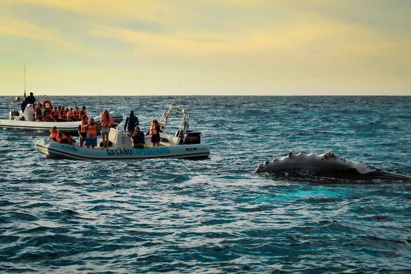 Cabo San Lucas: Up-Close Whale Watching Small-Group Tour - From La Terminal de Cabo to the fast-water start