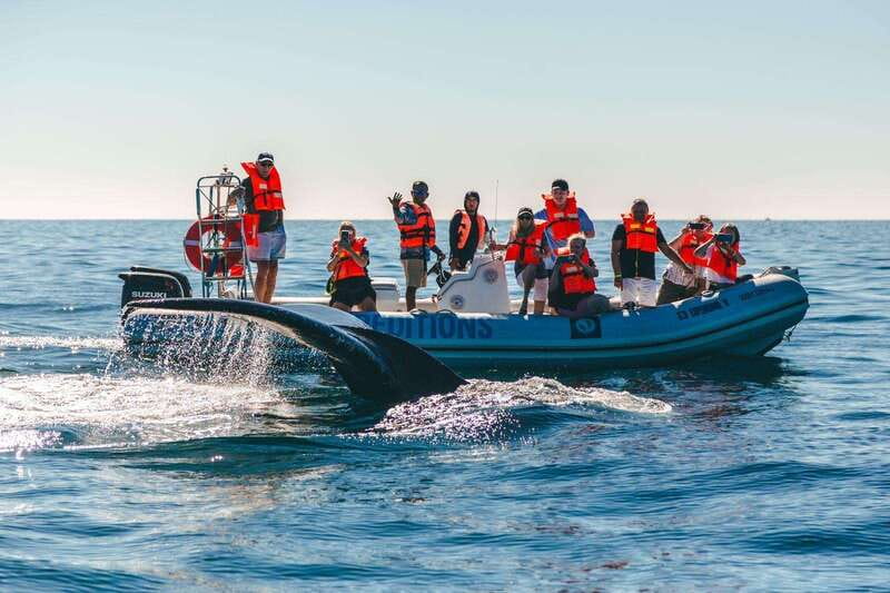Cabo San Lucas: Up-Close Whale Watching Small-Group Tour - Spotting cues you can actually use while you’re watching