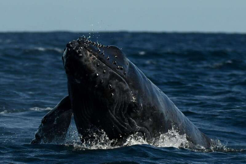 Cabo San Lucas: Up-Close Whale Watching Small-Group Tour - Getting close without chasing: the ethical factor that matters