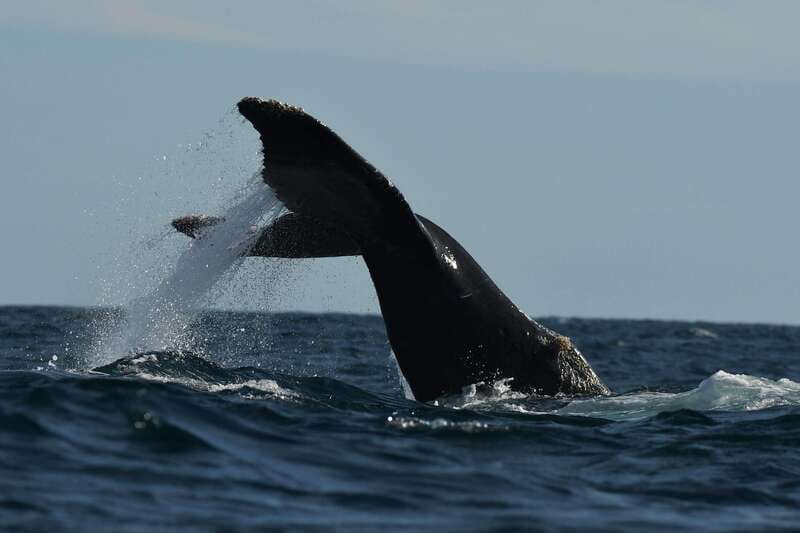 Cabo San Lucas: Up-Close Whale Watching Small-Group Tour - Guides, captains, and why small-group helps you learn