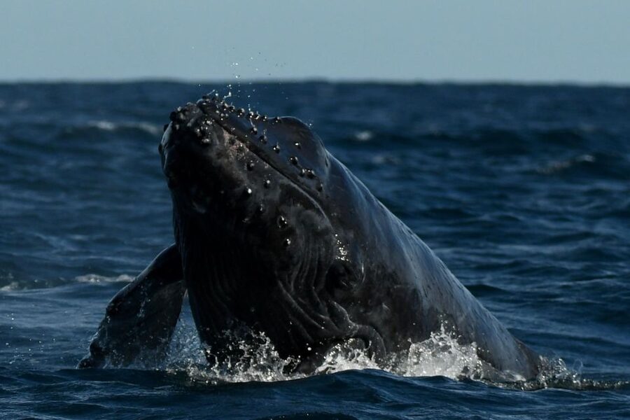 Cabo San Lucas: Up-Close Whale Watching Small-Group Tour - What the short water-transport stops are doing