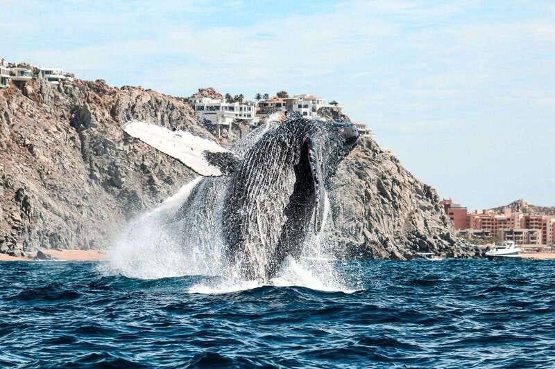 Cabo San Lucas: Up-Close Whale Watching Small-Group Tour - What to bring for a Zodiac whale watch in Cabo