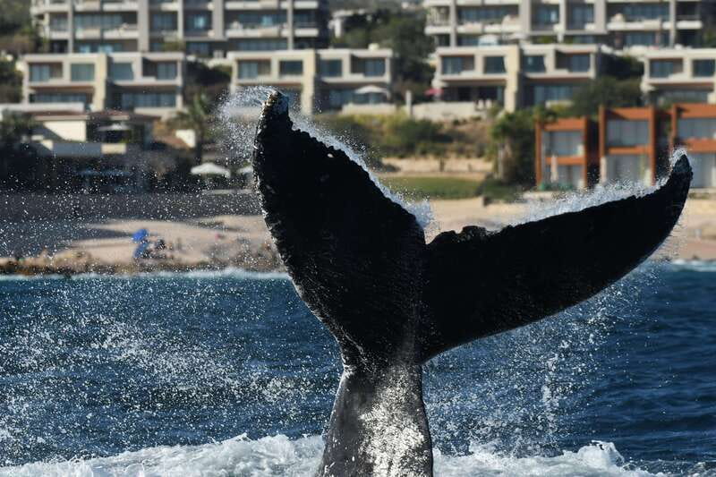 Cabo San Lucas: Up-Close Whale Watching Small-Group Tour - Who this tour is best for, and who should skip it
