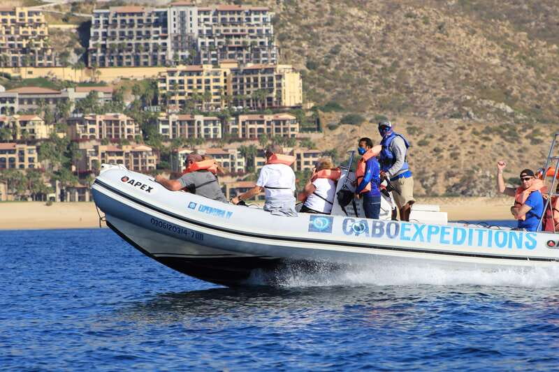 Cabo San Lucas: Up-Close Whale Watching Small-Group Tour - The 1.5-hour whale hunt: how the Zodiac changes the experience
