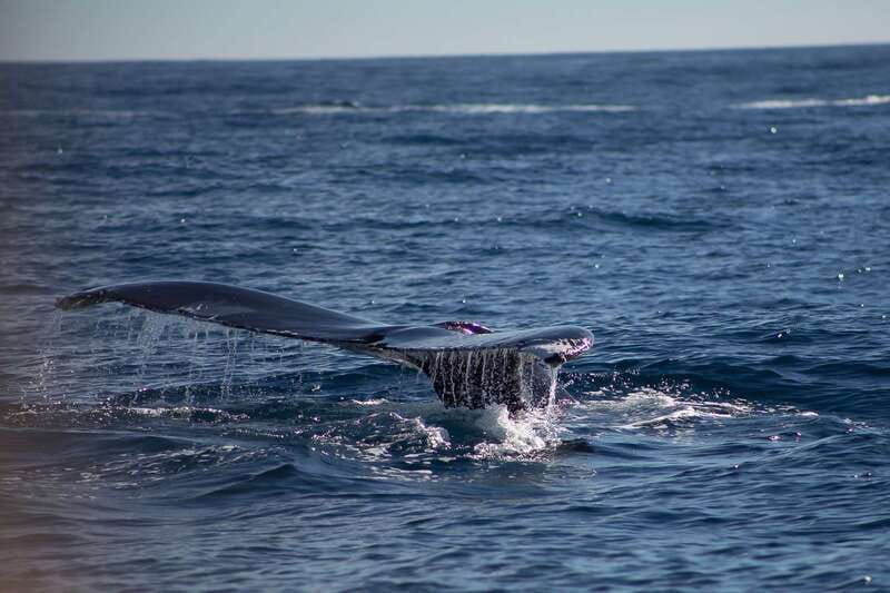 Cabo San Lucas: Whale Watching Breakfast Cruise - Key highlights to look for