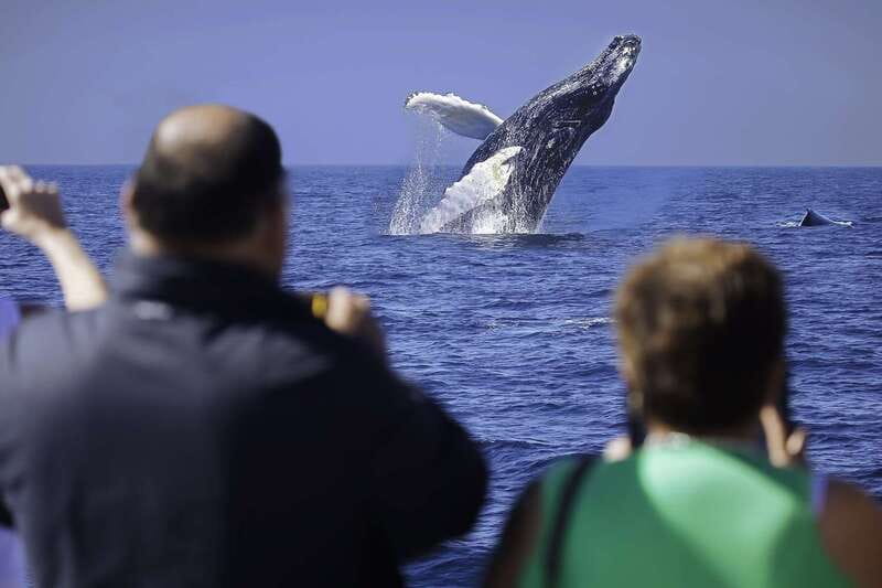Cabo San Lucas: Whale Watching Breakfast Cruise - Morning on the Twin-Level Catamaran: Views From the Start