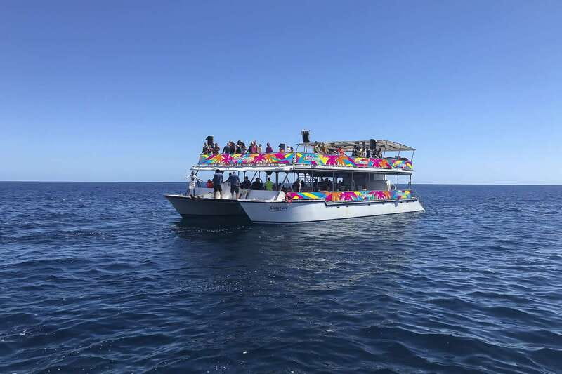 Cabo San Lucas: Whale Watching Breakfast Cruise - Price and Logistics: What $99 Really Buys You