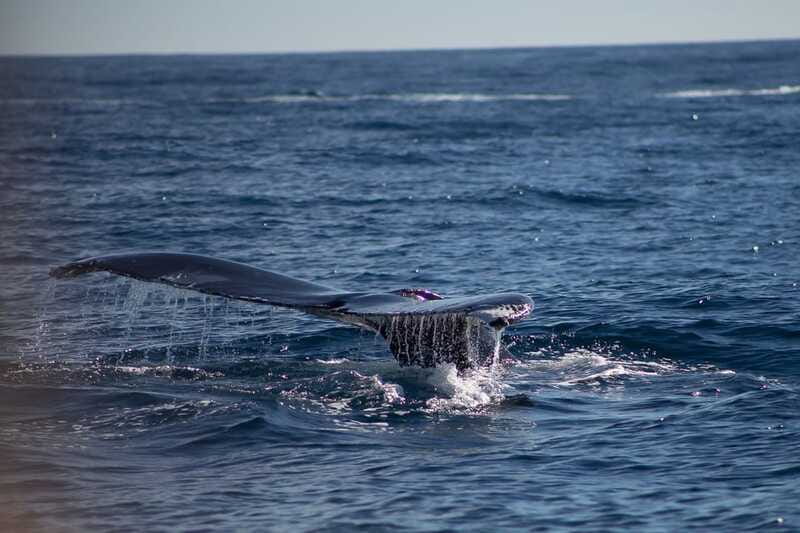 Cabo San Lucas: Whale Watching Breakfast Cruise - Who This Whale Watching Breakfast Cruise Fits Best