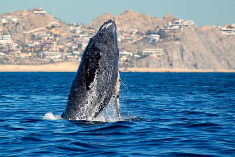 Cabo San Lucas: Whale Watching Catamaran Experience - Key points worth planning around