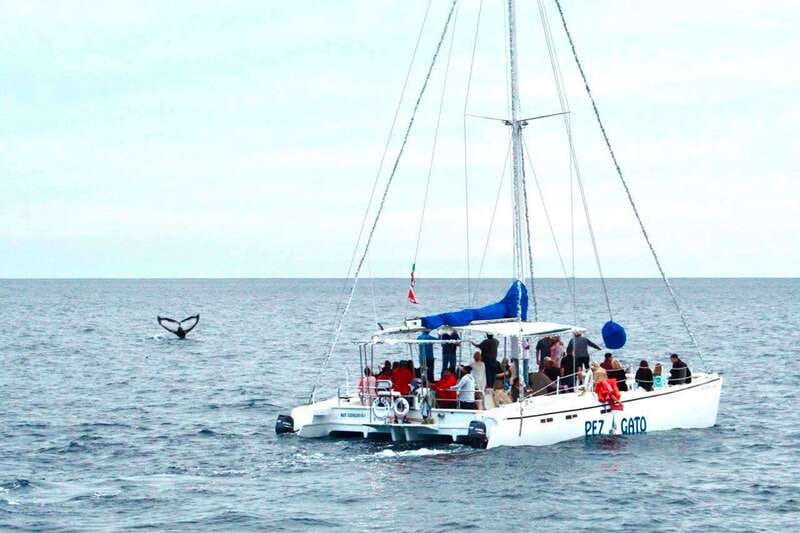 Cabo San Lucas: Whale Watching Catamaran Experience - Arch of Cabo San Lucas: the 20-minute photo stop that sets the mood