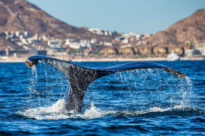 Cabo San Lucas: Whale Watching Catamaran Experience - Onboard food and open bar: comfort that improves the whole trip