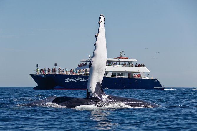 Cabo San Lucas Whale Watching Lunch Cruise - Cabo whale watching by lunch cruise: what you really get