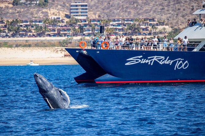 Cabo San Lucas Whale Watching Lunch Cruise - The boat experience: cleanliness, space, and that higher viewing angle