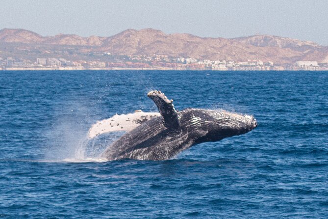 Cabo San Lucas Whale Watching Lunch Cruise - Accessibility: what the listing says vs what you may face on the boat