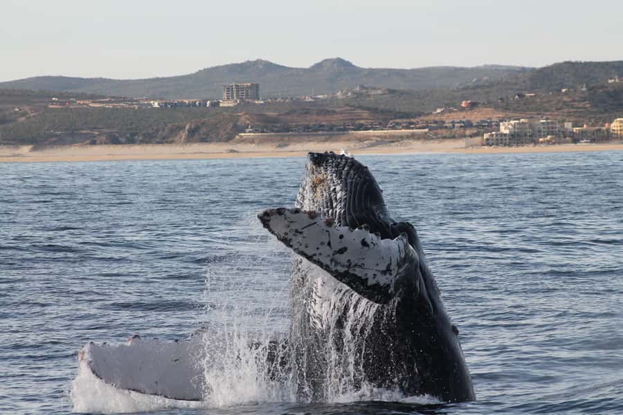 Cabo San Lucas: Whale Watching Tour with Buffet & Open Bar - Key points to know before you go