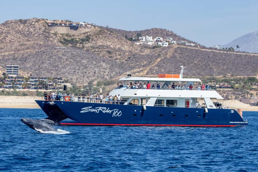 Cabo San Lucas: Whale Watching Tour with Buffet & Open Bar - From Sr. Frogs to the Sea of Cortez: where the day starts