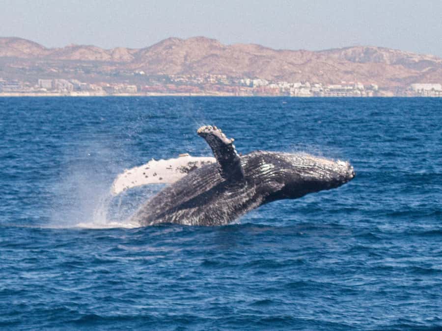 Cabo San Lucas: Whale Watching Tour with Buffet & Open Bar - Cruising the iconic spots: Arch of Cabo and the rocks along the way