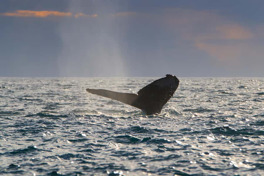 Cabo San Lucas: Whale Watching Tour with Buffet & Open Bar - The guide and captain: how the tour helps you spot whales