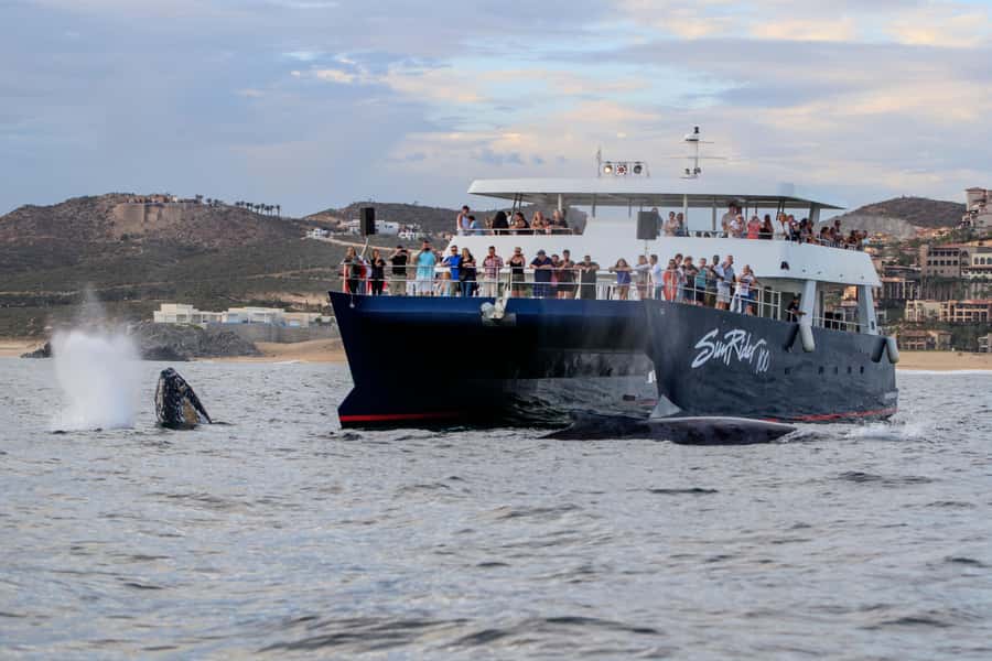 Cabo San Lucas: Whale Watching Tour with Buffet & Open Bar - Conservation and safety: what the operator emphasizes