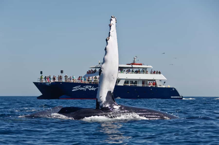 Cabo San Lucas: Whale Watching Tour with Buffet & Open Bar - The boat experience: comfy decks, bathrooms, and whale-viewing height