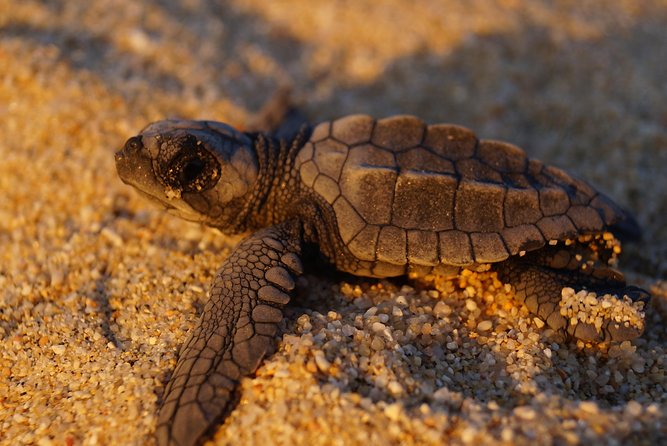 Cabo Turtle Release - The hatchling release, what it looks like and what to expect