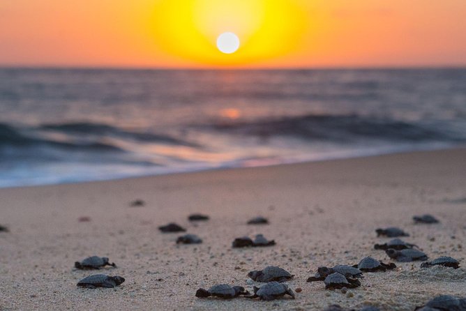 Cabo Turtle Release - Family-friendly, all-ages science with a serious conservation purpose