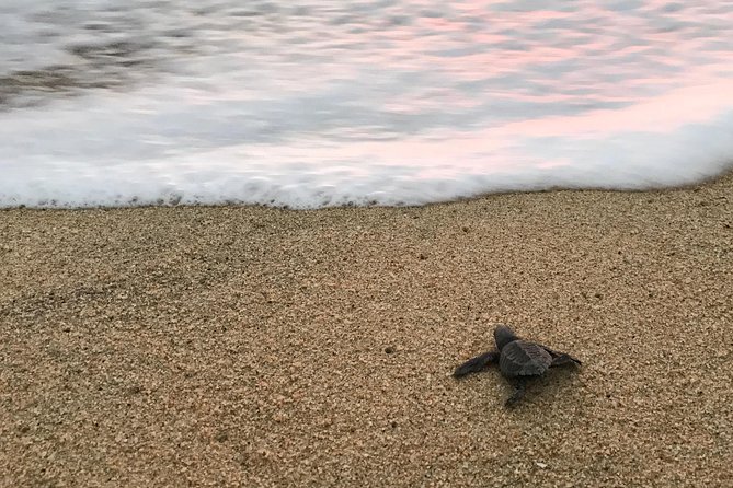 Cabo Turtle Release - Price and value, is $109 per person worth it?