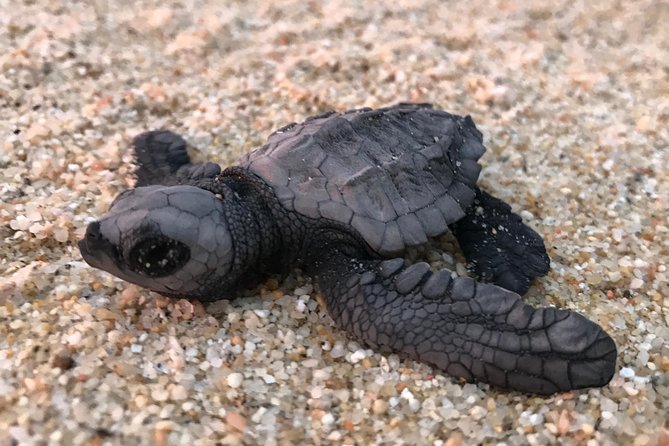 Cabo Turtle Release - Weather matters, and it affects your plans