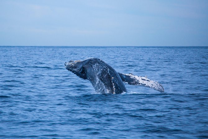 Cabo Whale Watch Three-Level Vessel and Majestic Arch - Stop 2: the tip coast cruise, desert meeting sea