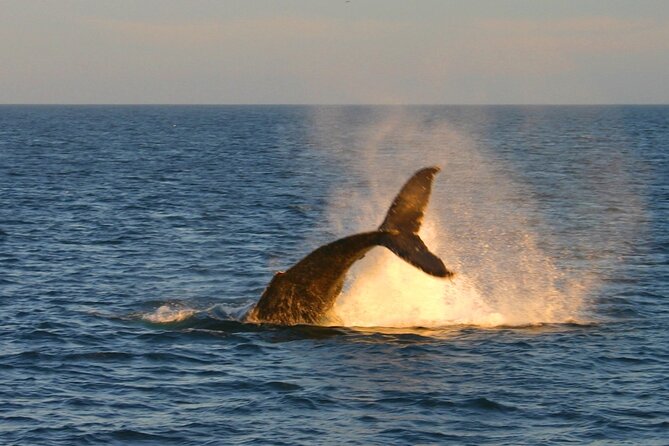 Cabo Whale Watch Three-Level Vessel and Majestic Arch - Whale watching focus: migrating gray and humpbacks