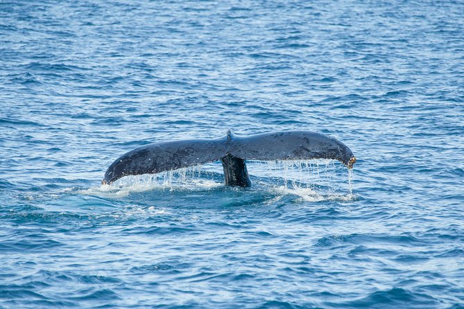 Cabo Whale Watch Three-Level Vessel and Majestic Arch - Deck strategy for better views (without overthinking it)