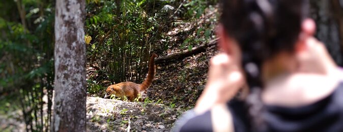 Calakmul Ancient Maya City Tour - From Campeche - Why Calakmul feels different than most Maya ruins
